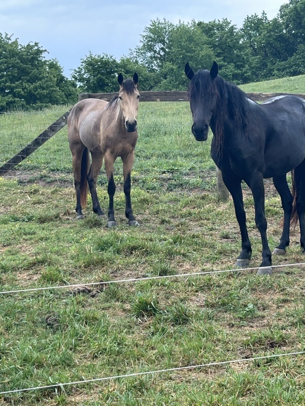 Easy To Ride Buckskin Mare With Foal
