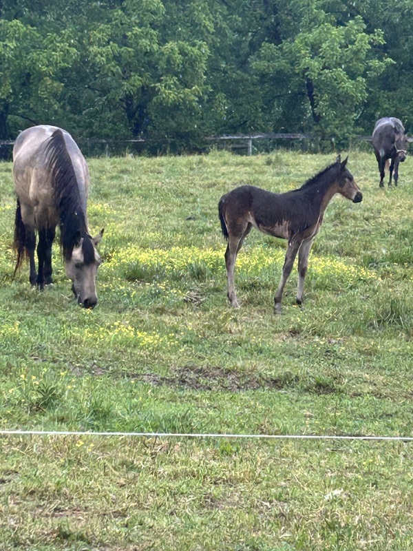 Easy To Ride Buckskin Mare With Foal