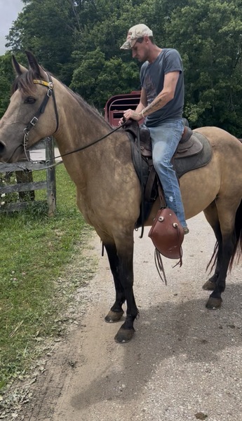 Easy To Ride Buckskin Mare With Foal