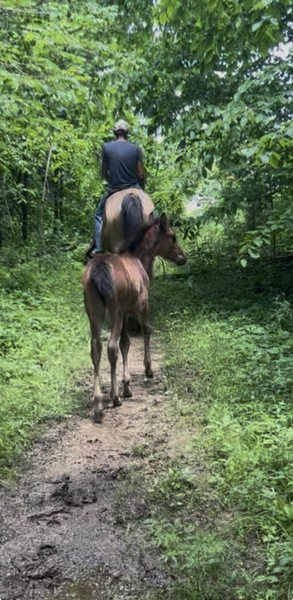 Easy To Ride Buckskin Mare With Foal
