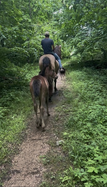 Easy To Ride Buckskin Mare With Foal