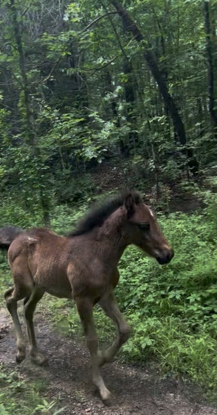 Easy To Ride Buckskin Mare With Foal