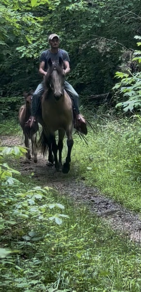 Easy To Ride Buckskin Mare With Foal