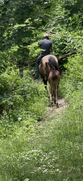 Easy To Ride Buckskin Mare With Foal