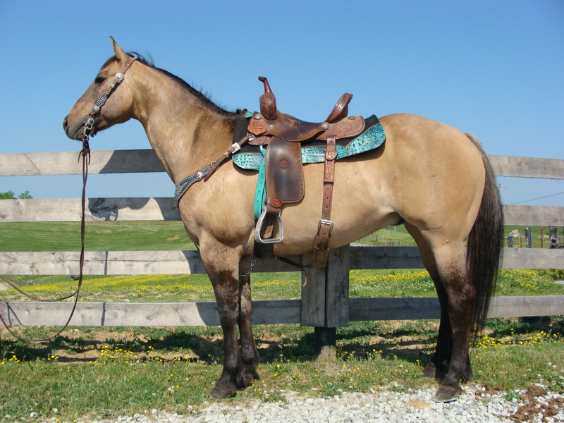 VERY WELL BROKE LINEBACK DUN QUARTER HORSE GELDING, ANYONE CAN RIDE