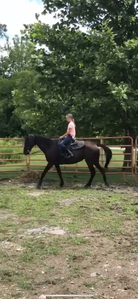 Novice Safe Well Gaited Experienced Trail Horse