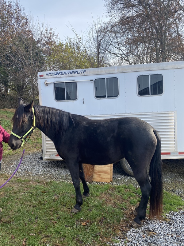 Novice Safe Well Gaited Experienced Trail Horse