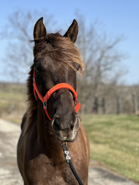 Beautiful 15.1 Chocolate Trail Horse
