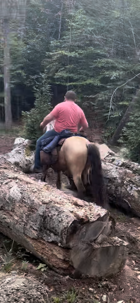3 Year Old Buckskin Trail Horse 