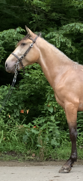 3 Year Old Buckskin Trail Horse 