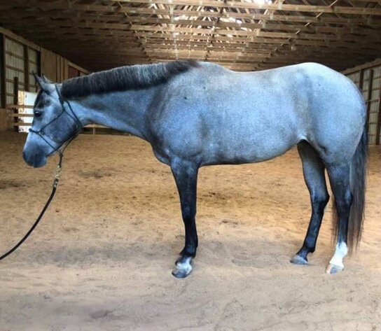 6 YEAR OLD 15.2 HAND GREY MARE