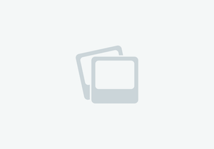 Blonde haflinger gelding 