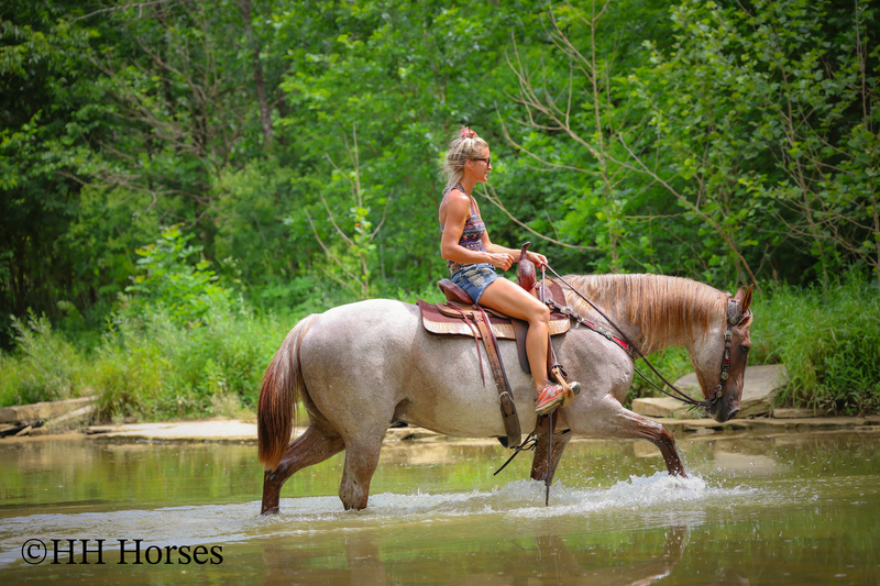 SAFE, FAMILY, YOUTH, AND BEGINNER FRIENDLY BIG STOUT RED ROAN QUARTER HORSE GELDING