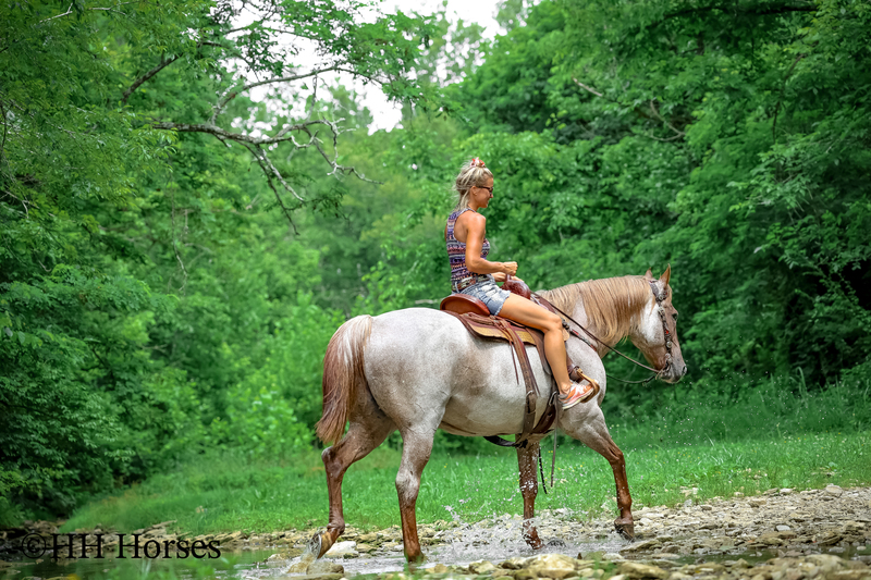 SAFE, FAMILY, YOUTH, AND BEGINNER FRIENDLY BIG STOUT RED ROAN QUARTER HORSE GELDING