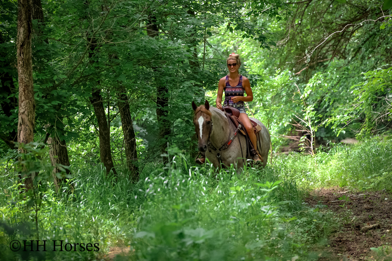SAFE, FAMILY, YOUTH, AND BEGINNER FRIENDLY BIG STOUT RED ROAN QUARTER HORSE GELDING