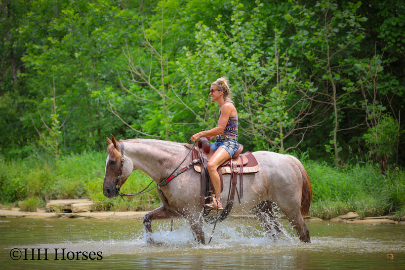 SAFE, FAMILY, YOUTH, AND BEGINNER FRIENDLY BIG STOUT RED ROAN QUARTER HORSE GELDING