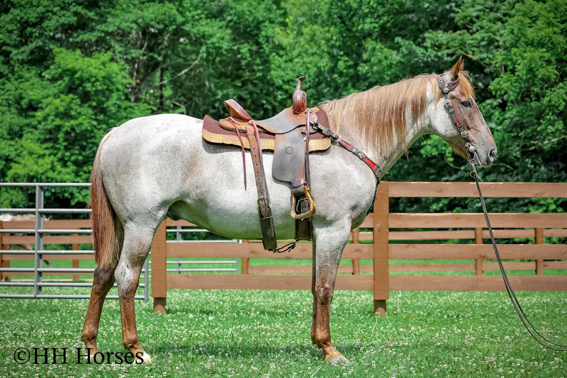 SAFE, FAMILY, YOUTH, AND BEGINNER FRIENDLY BIG STOUT RED ROAN QUARTER HORSE GELDING