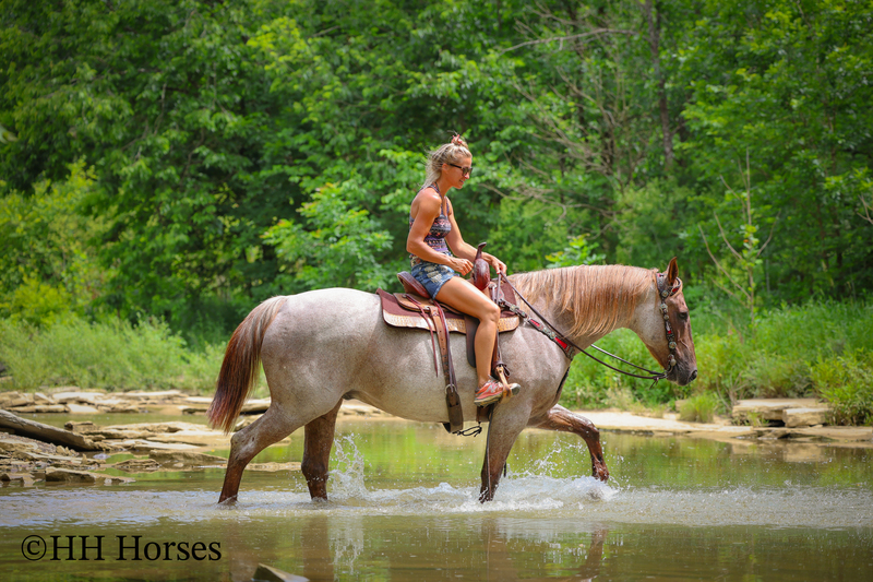 SAFE, FAMILY, YOUTH, AND BEGINNER FRIENDLY BIG STOUT RED ROAN QUARTER HORSE GELDING