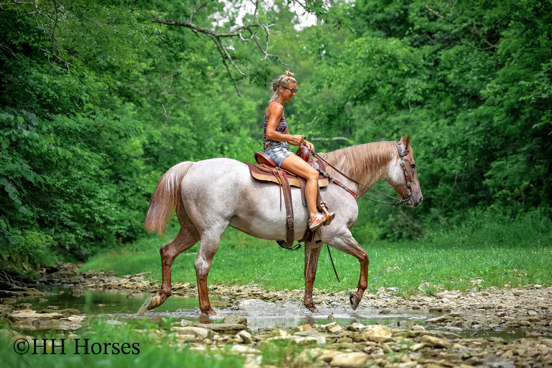 SAFE, FAMILY, YOUTH, AND BEGINNER FRIENDLY BIG STOUT RED ROAN QUARTER HORSE GELDING