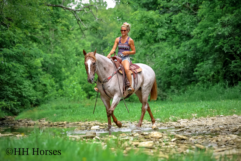 SAFE, FAMILY, YOUTH, AND BEGINNER FRIENDLY BIG STOUT RED ROAN QUARTER HORSE GELDING