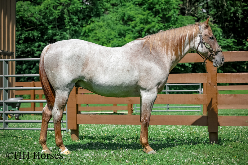 SAFE, FAMILY, YOUTH, AND BEGINNER FRIENDLY BIG STOUT RED ROAN QUARTER HORSE GELDING