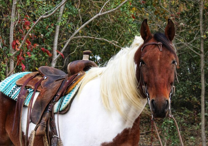 10 YEAR OLD 15.1 HAND TOBIANO PAINT GELDING ***VIDEO***