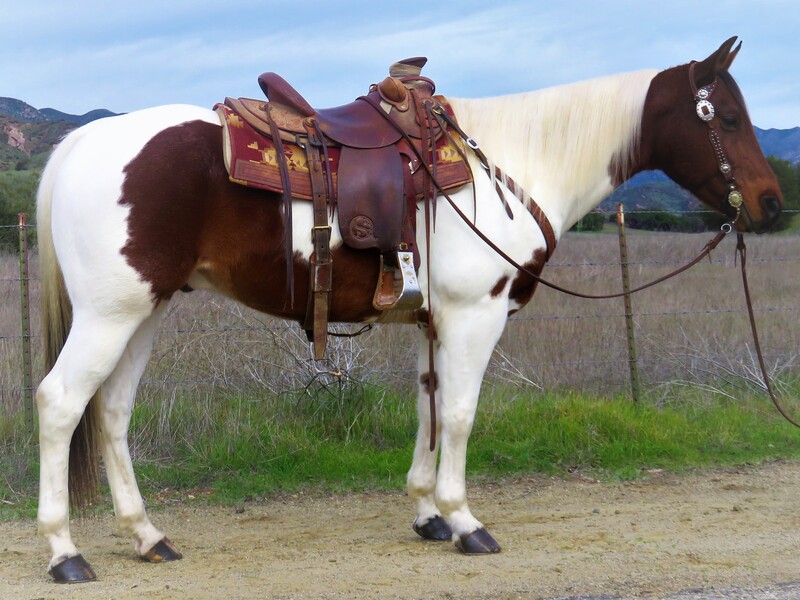 10 YEAR OLD 15.1 HAND TOBIANO PAINT GELDING ***VIDEO***