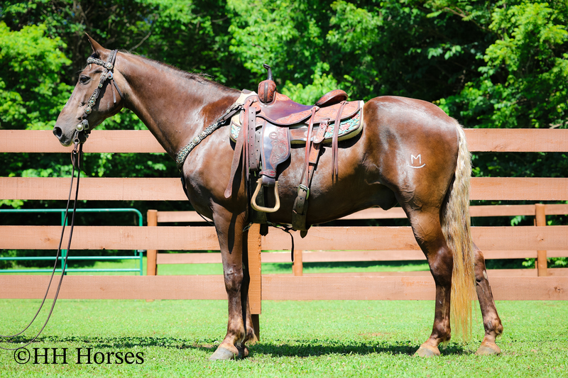 FAMILY, YOUTH, BEGINNER, AND NOVICE SAFE CHOCOLATE ROCKY. MOUNTAIN GELDING, ANYONE CAN RIDE, SHOW, TRAIL, RANCH