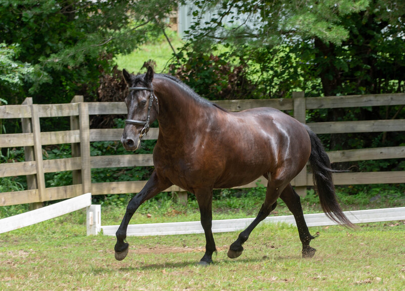 Friesian Heritage Sport Horse
