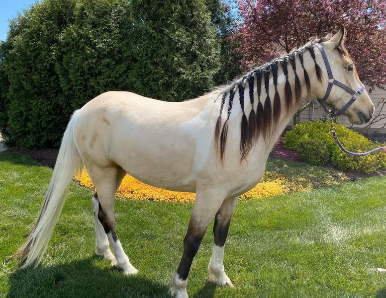 Stunning 16.1 Spotted Buckskin Trail Horse For Sale in Darke, Ohio