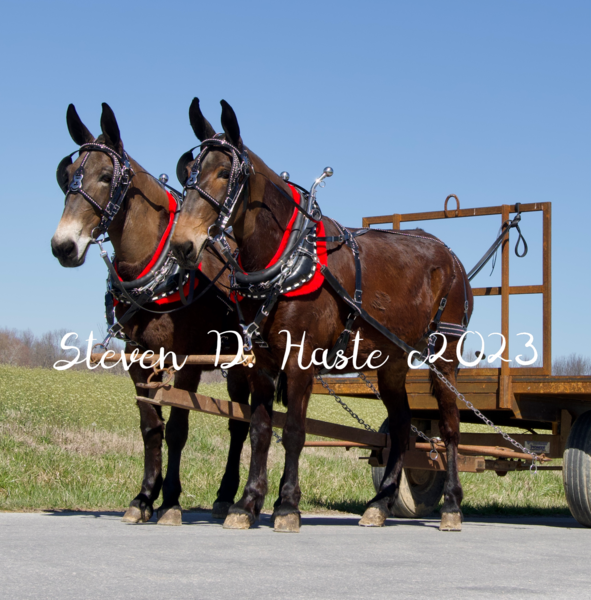 Draft Molly Mule Team 