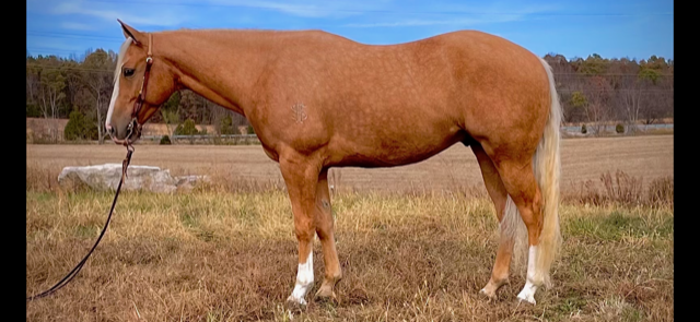 6 YEAR OLD 14.3 HAND PALOMINO GELDING