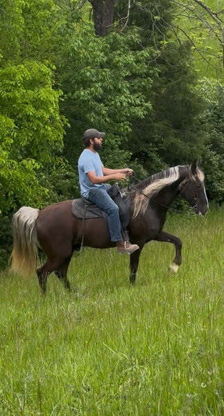 15.3 Novice Safe Sweet Trail Horse 