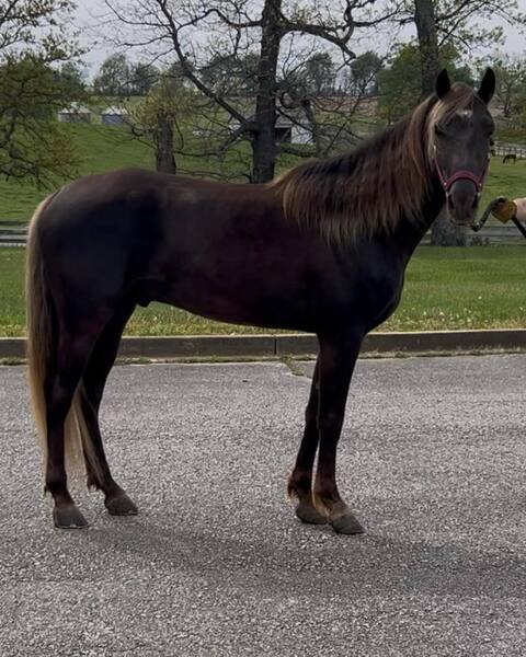 Gorgeous Green Broke Chocolate Gelding 