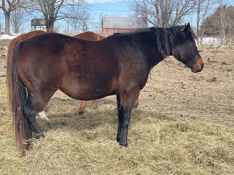 In foal METALLIC REBEL SON!! HorseClicks