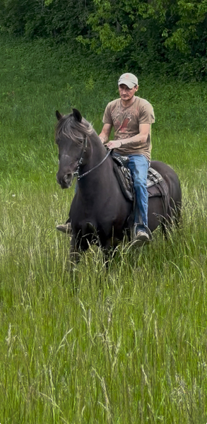 Stunning 14.2 Smooth Gaited Trail Horse 