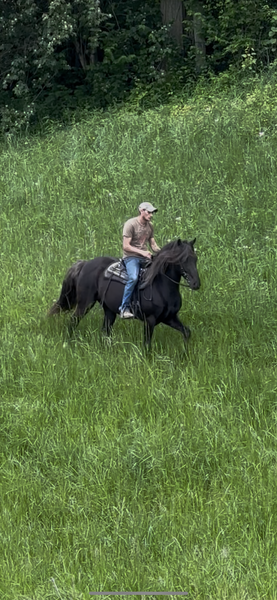 Stunning 14.2 Smooth Gaited Trail Horse 