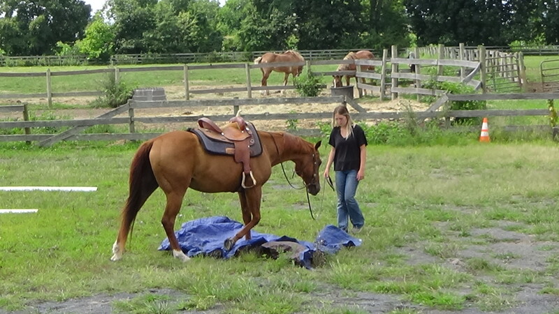 Awesome Family Safe Trail horse QH