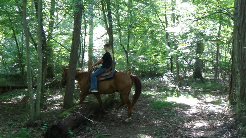 Awesome Family Safe Trail horse QH