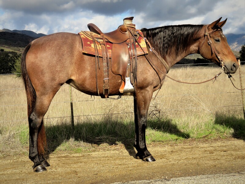 9 YEAR OLD 15.3 BAY ROAN MARE  ***VIDEO***
