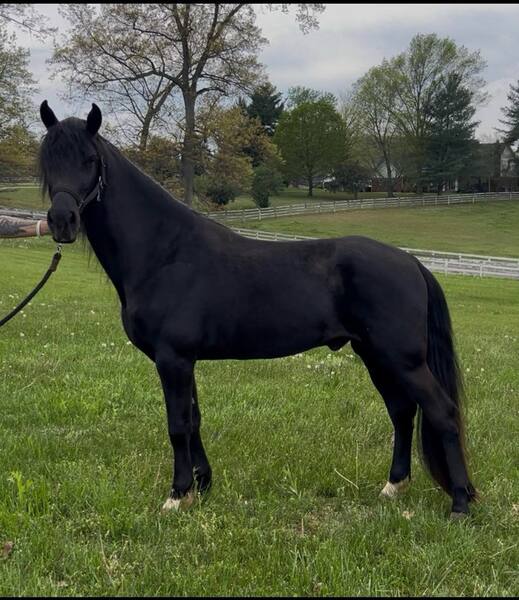15.1H Stunning Black Gelding 