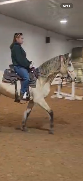 Stunning 15.3 Silver Buckskin Mare
