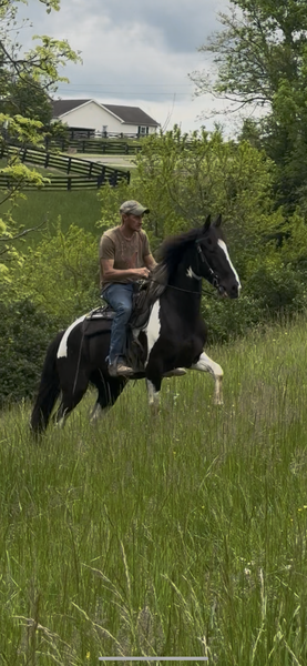 14.2 Flashy Gaited Trail Horse