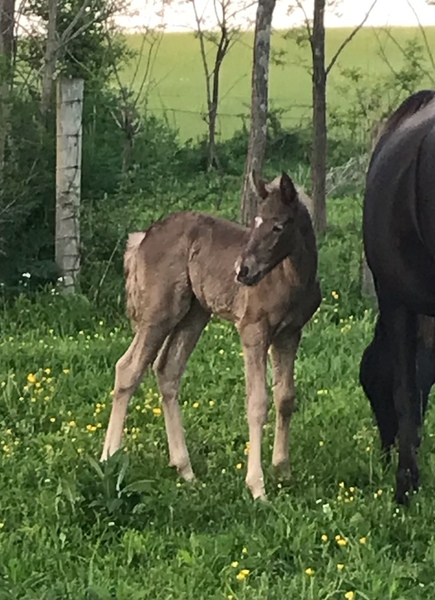 Beautiful Well Bred Chocolate Weanling Filly 