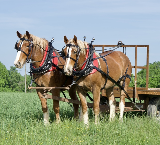 Registered Belgian Mare Team 