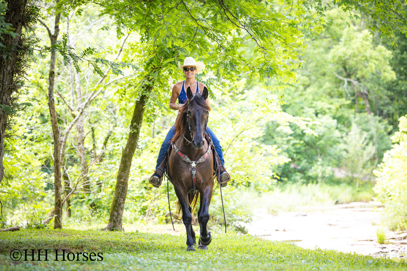 VERSATILE, WELL TRAINED, ANDALUSIAN QUARTER HORSE CROSSBRED GELDING, RANCH, TRAIL, SHOW, DRESSAGE, REINING