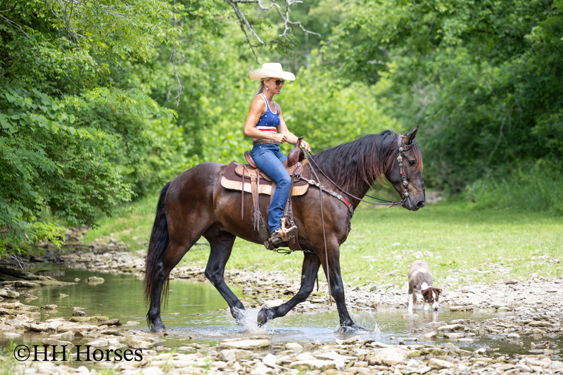 VERSATILE, WELL TRAINED, ANDALUSIAN QUARTER HORSE CROSSBRED GELDING, RANCH, TRAIL, SHOW, DRESSAGE, REINING