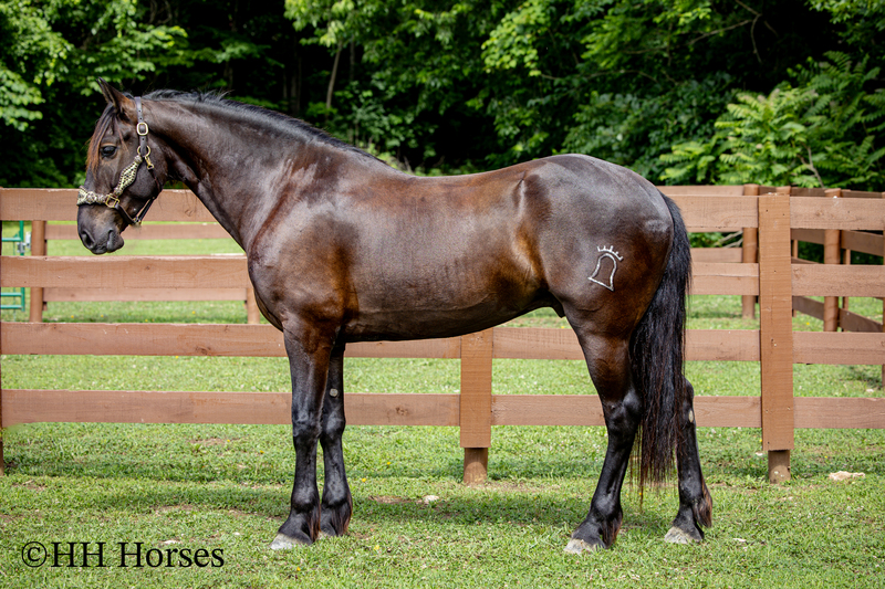 VERSATILE, WELL TRAINED, ANDALUSIAN QUARTER HORSE CROSSBRED GELDING, RANCH, TRAIL, SHOW, DRESSAGE, REINING