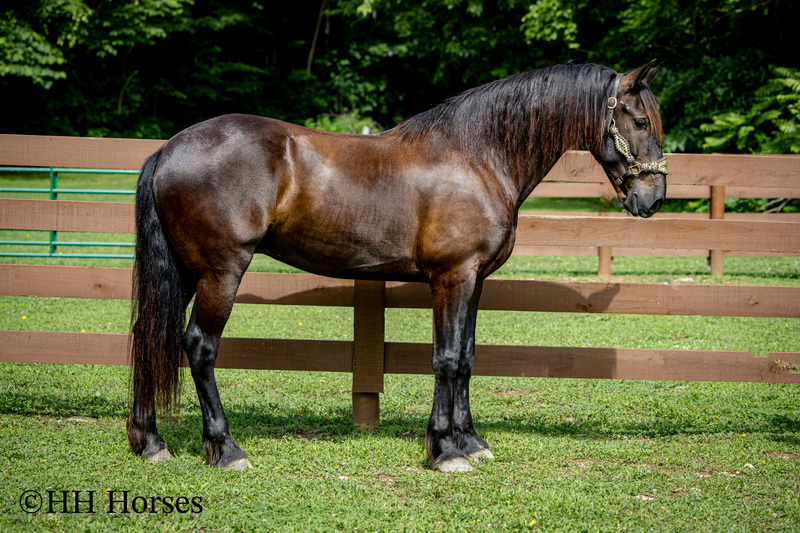 VERSATILE, WELL TRAINED, ANDALUSIAN QUARTER HORSE CROSSBRED GELDING, RANCH, TRAIL, SHOW, DRESSAGE, REINING
