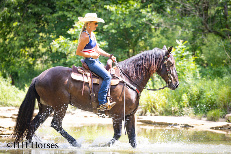 VERSATILE, WELL TRAINED, ANDALUSIAN QUARTER HORSE CROSSBRED GELDING, RANCH, TRAIL, SHOW, DRESSAGE, REINING